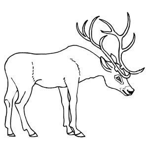 300x300 D Is For Deer Coloring Page D Is For Deer Coloring Page
