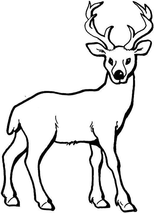 521x720 Deer Coloring Pages Print Color Craft