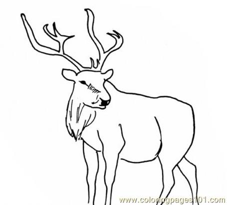 455x411 Deer Big Horn Coloring Page