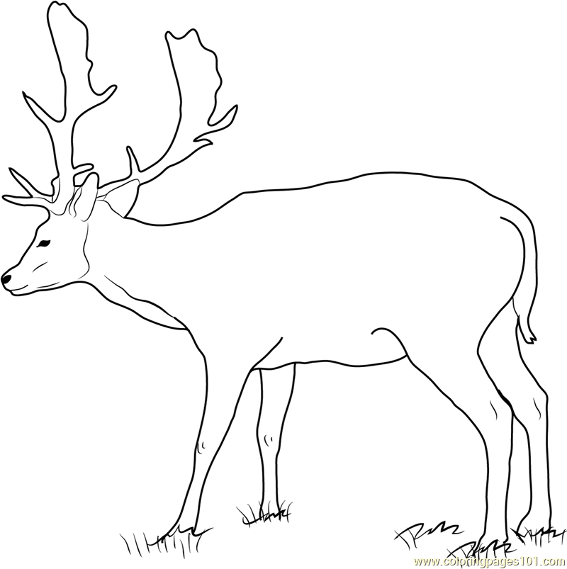 800x803 Fallow Buck Deer Coloring Page
