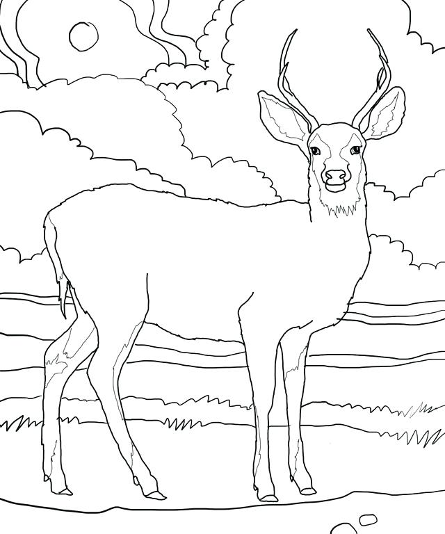 640x768 Fawn Coloring Pages Fawn Coloring Pages Deer Deer Mother And Her