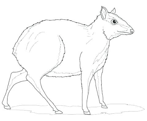 480x394 Free Coloring Pages Of Big Buck Deer Greater Mouse Deer Coloring