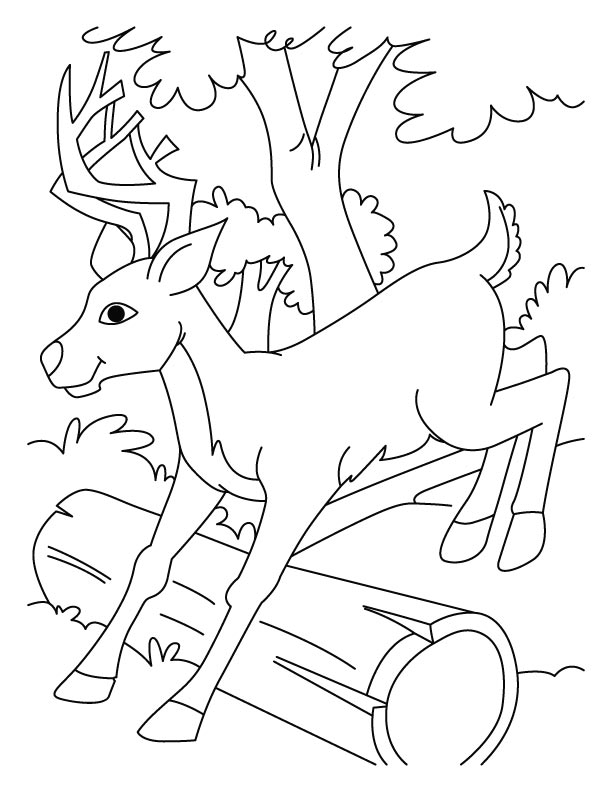 612x792 Top Deer Coloring Pages