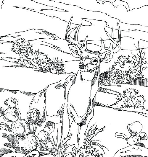 500x532 Deer Hunting Coloring Pages Printable Deer Coloring Pages Deer