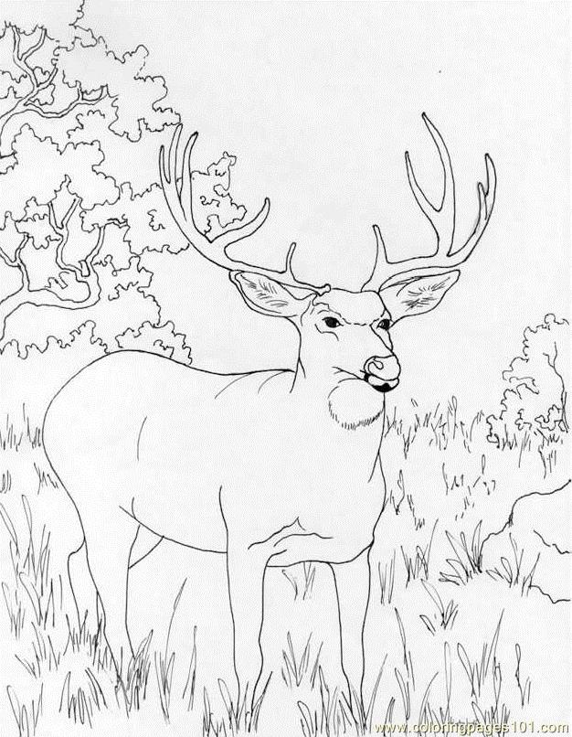 626x806 Muledeer Coloring Page
