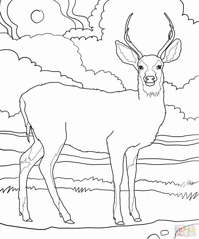 640x768 Realistic Reindeer Coloring Pages Pics Whitetail Deer Coloring