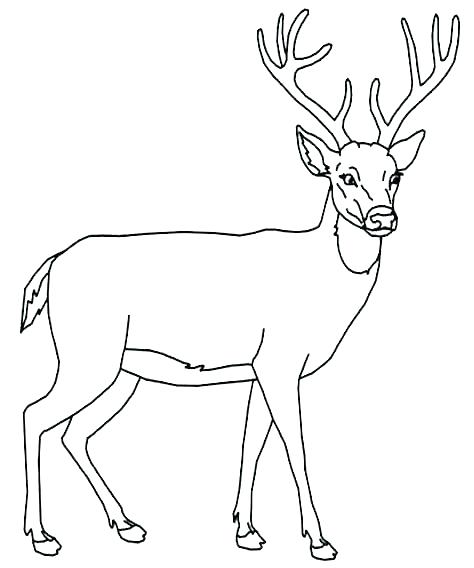 474x568 White Tailed Deer Coloring Page Deer Coloring Pages Whitetail Deer
