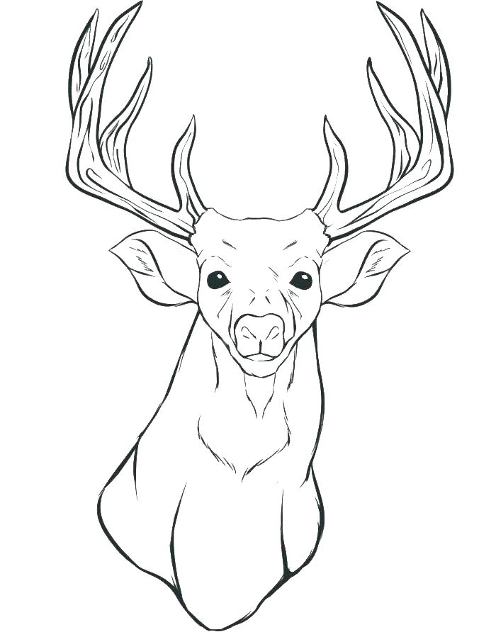700x892 Deer Coloring Page Excellent Er Coloring Page Online Pages