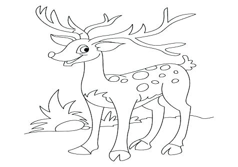476x333 Deer Coloring Pages Shared