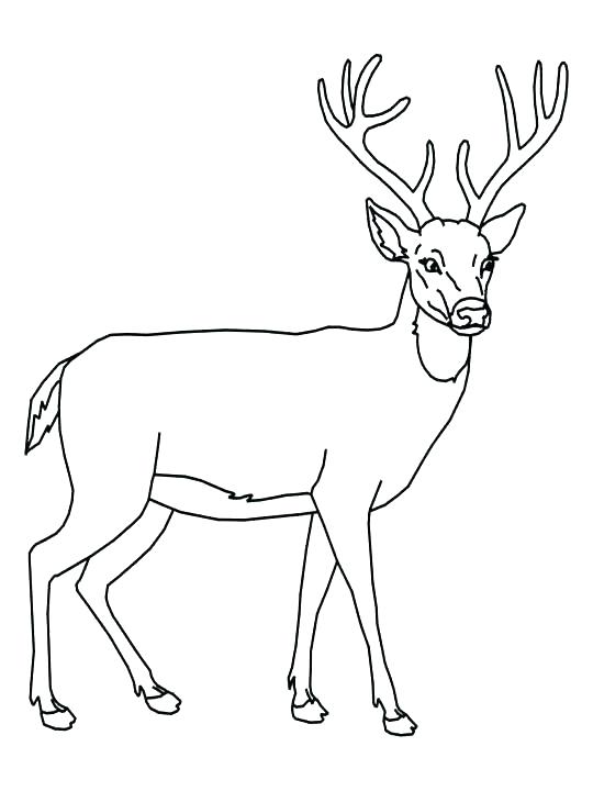 540x720 Deer Hunting Coloring Pages Deer Coloring Pages For Adults Hunting