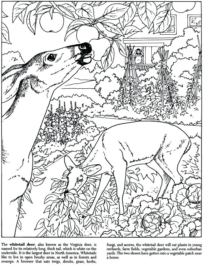 650x852 Deer Printable Coloring Pages Whitetail Deer Coloring Pages Deer