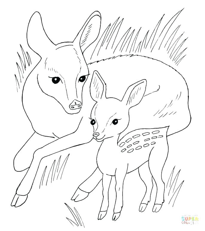 686x771 Free Deer Coloring Pages Baby Deer Coloring Pages Baby Animals