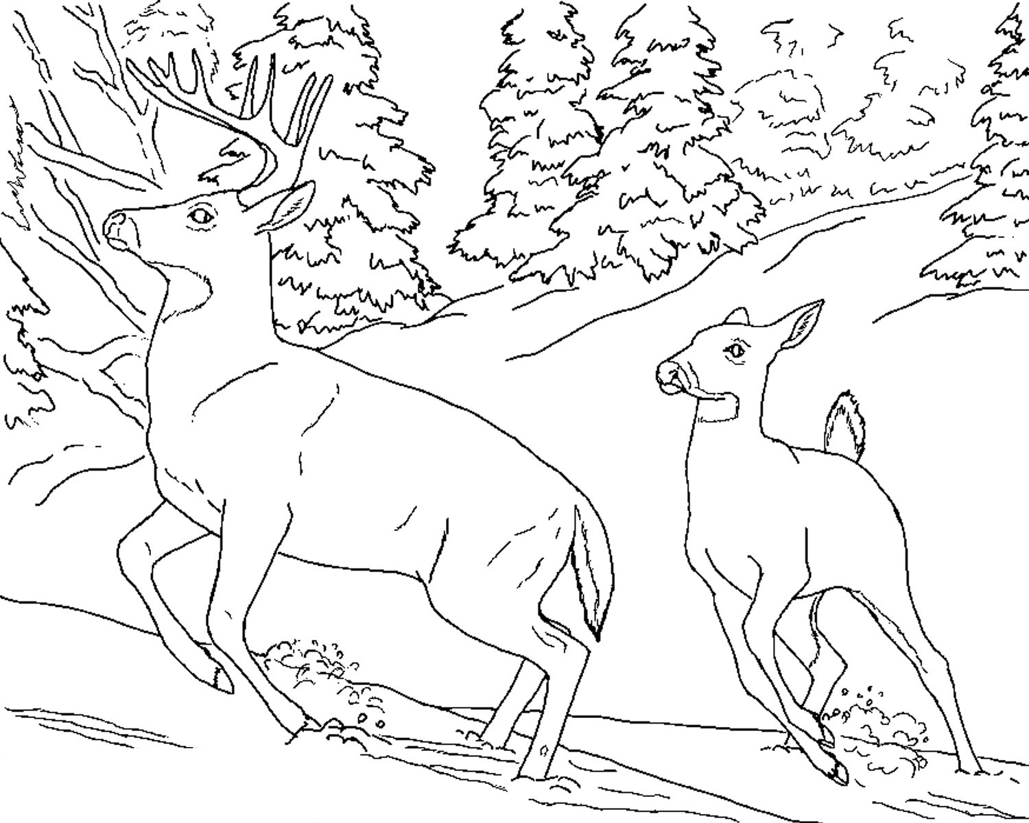 1500x1200 Free Printable Deer Coloring Pages For Kids