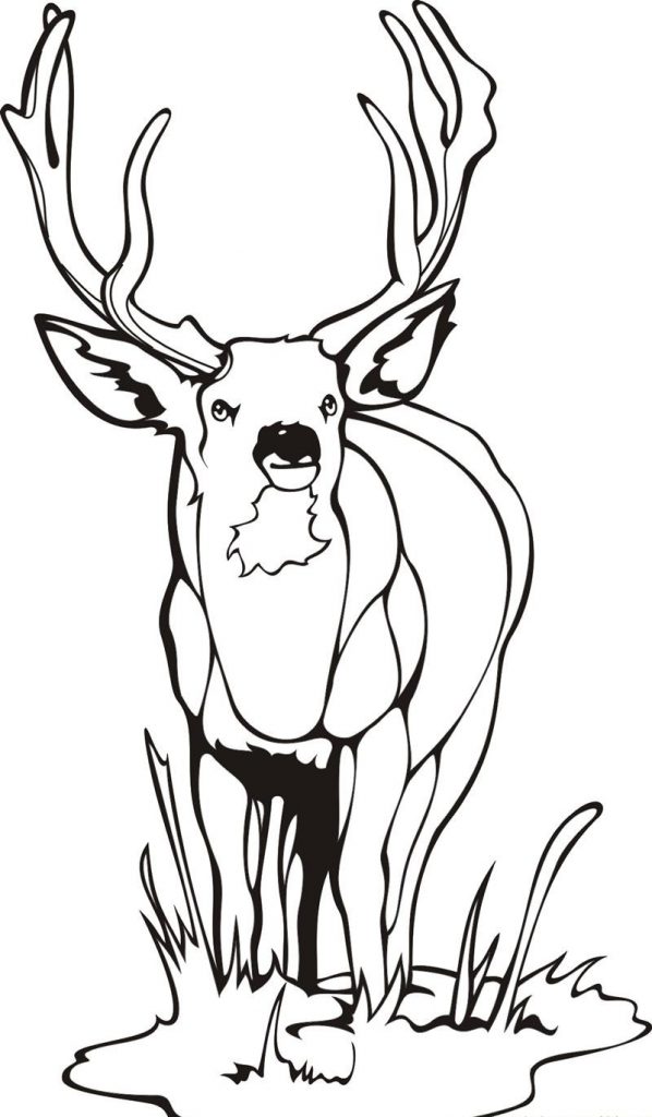 598x1024 Printable Deer Pictures