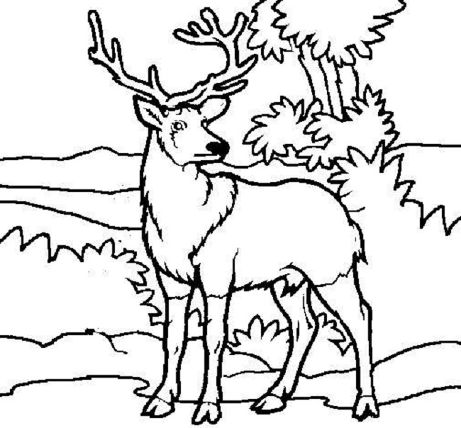 650x604 Deer Coloring Page Awesome Free Printable Deer Coloring Pages