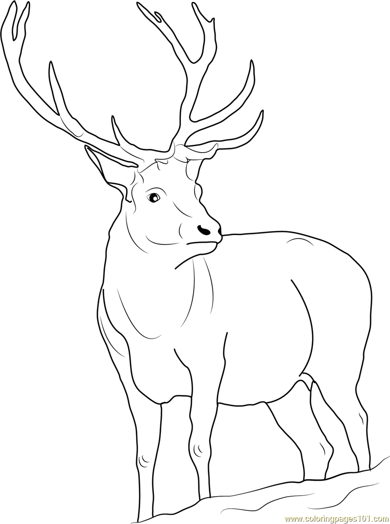 800x1075 Deer Coloring Pages