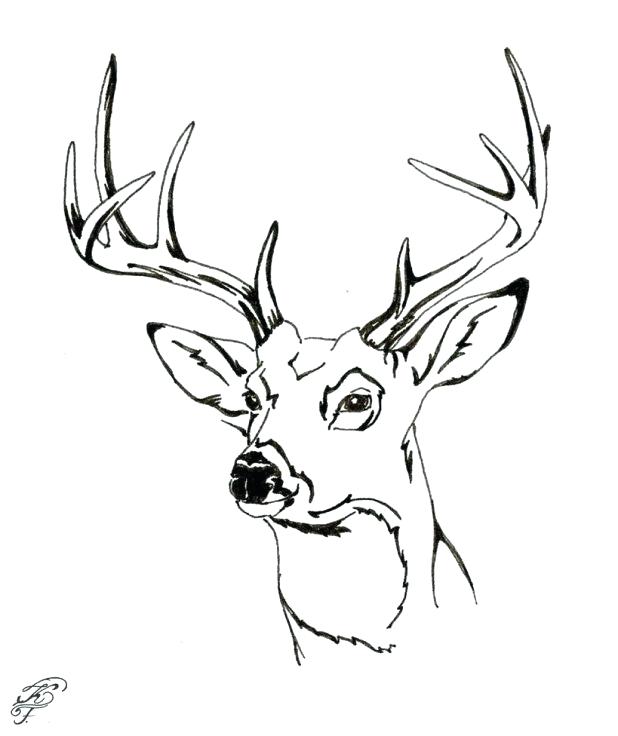 618x736 Deer Coloring Picture Beautiful Unique Deer Head Coloring Pages