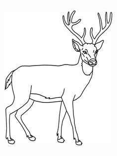 236x314 Free Printable Deer Coloring Pages For Kids Wood Burning