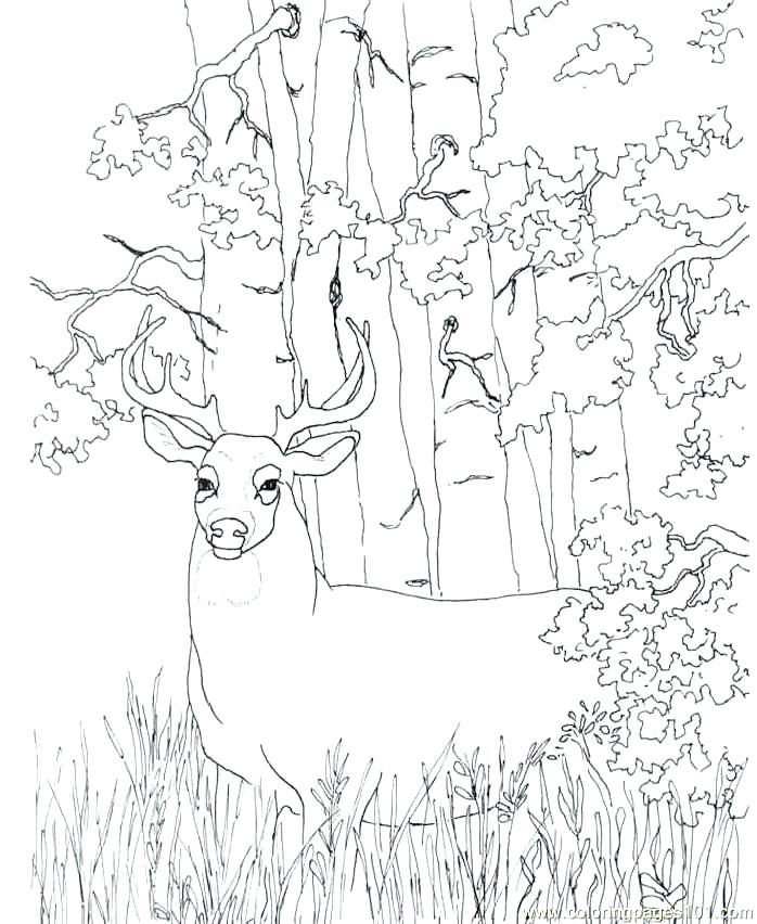 698x852 Hunting Coloring Pictures Hunting Coloring Pages Deer Hunter