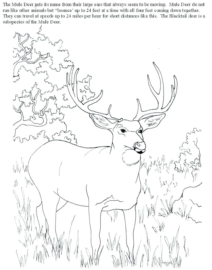 704x899 Coloring Pages Free Coloring Pages Red Deer John Deere Printable