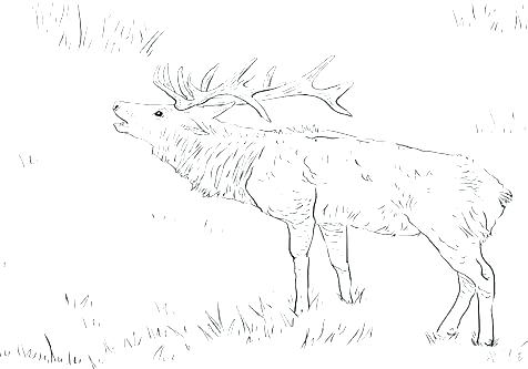 476x333 Whitetail Deer Coloring Pages Deer Coloring Deer Coloring Pages