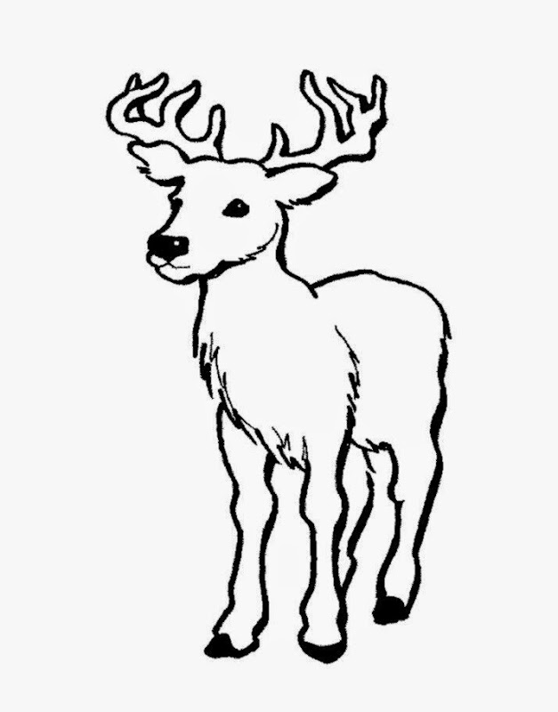 627x800 Coloring Pictures Of Deer Free Coloring Pictures