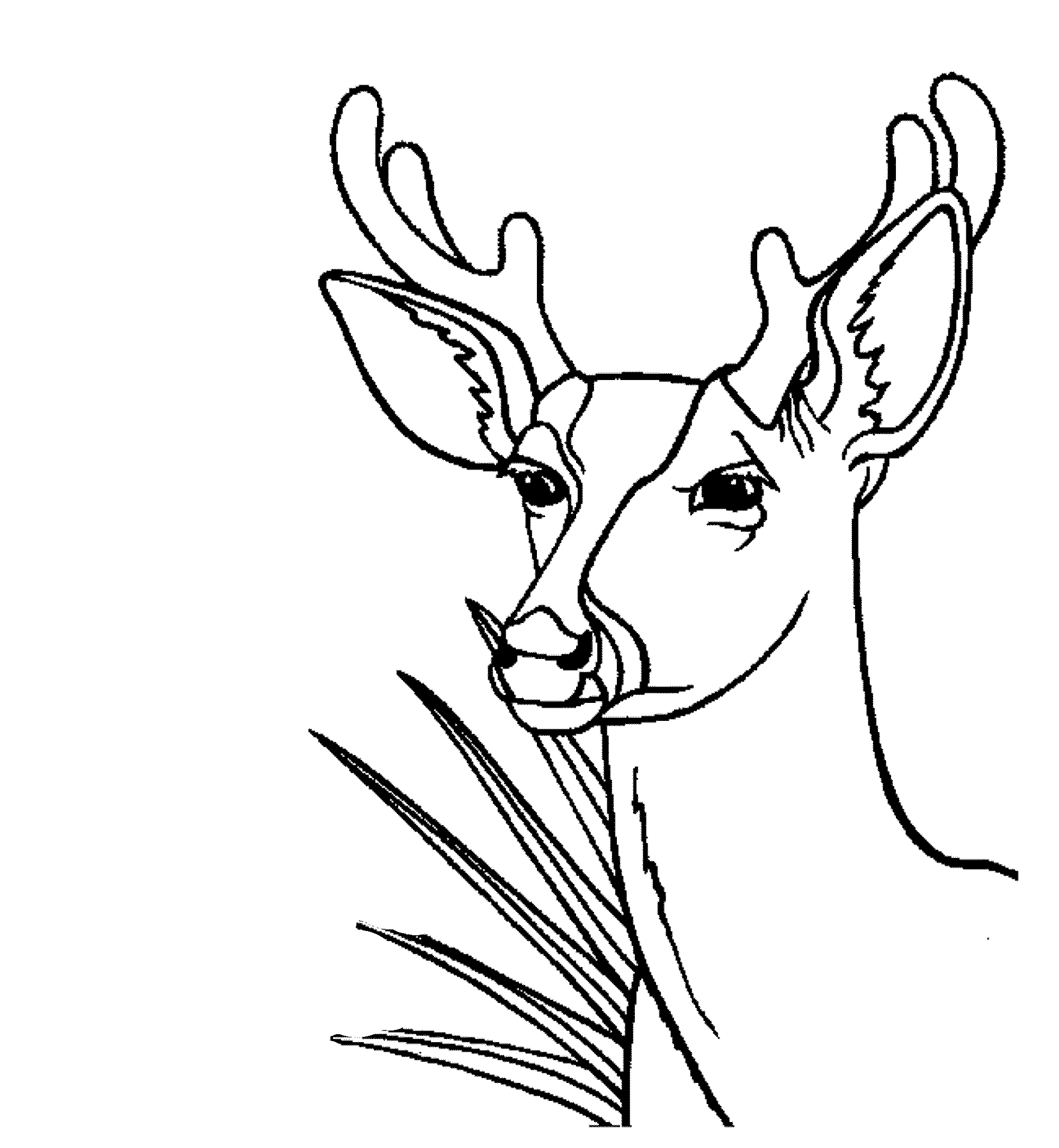 2000x2169 Deer