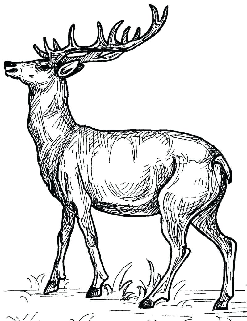 800x1037 Deer Coloring Page Pages Printable Of Deers