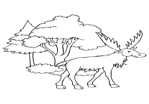 476x333 Elk Coloring Page