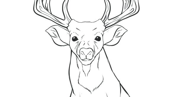 585x329 Elk Coloring Pages Elk Coloring Pages Elk Coloring Page Elk Large