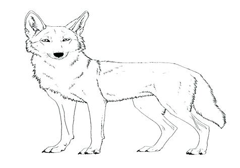 476x333 Gonoodle Coloring Pages Deer Coloring Pages Coyote Sheet Face