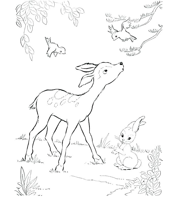 700x820 White Tailed Deer Coloring Page Deer Coloring Page Deer Coloring