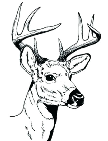 447x582 Coloring Picture Of Deer This Is Deer Coloring Pages Pictures