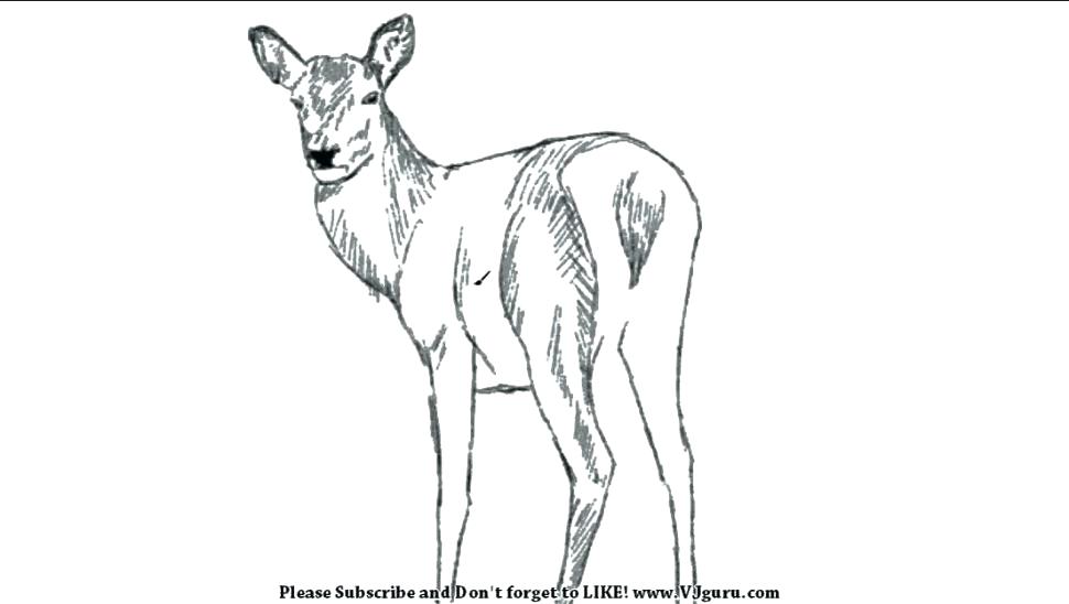 970x548 Coloring Pictures Deer Head Pages Printable Kids Colouring Picture