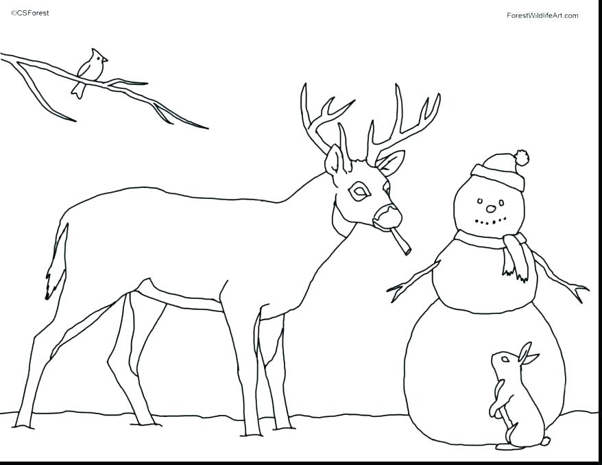 878x678 Deer Coloring Pages Deer Coloring Page Whitetail Deer Coloring