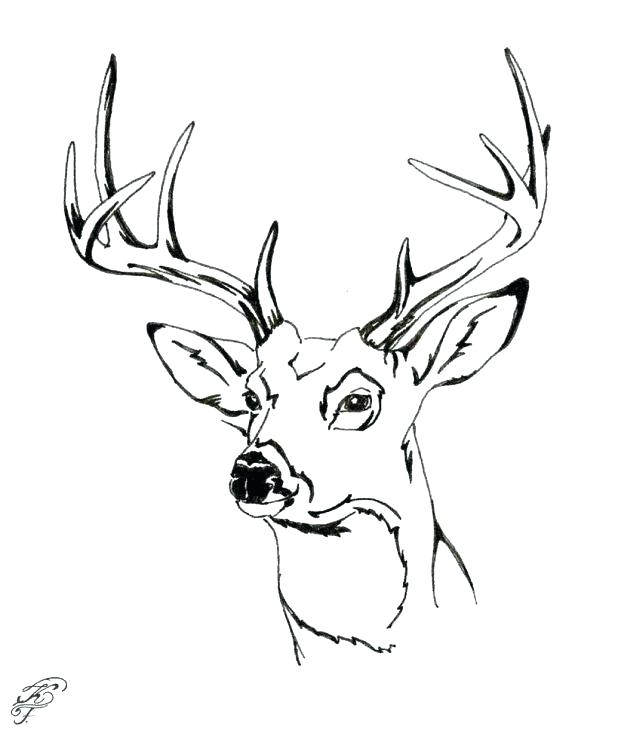 618x736 Deer Coloring Pages Deer Coloring Pages For Luxury Deer Head