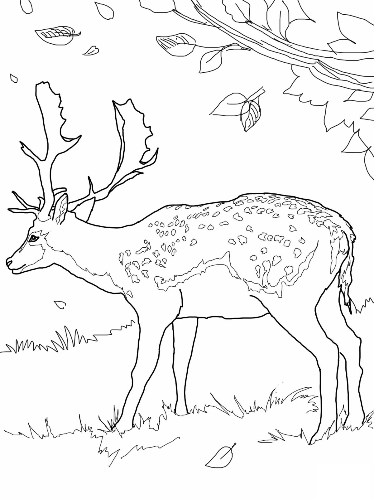 1200x1600 Deer Head Coloring Page Image Clipart Images