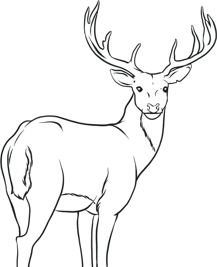 759x931 Astonishing Marvellous Deer Head Coloring Pages Best Of Page Free