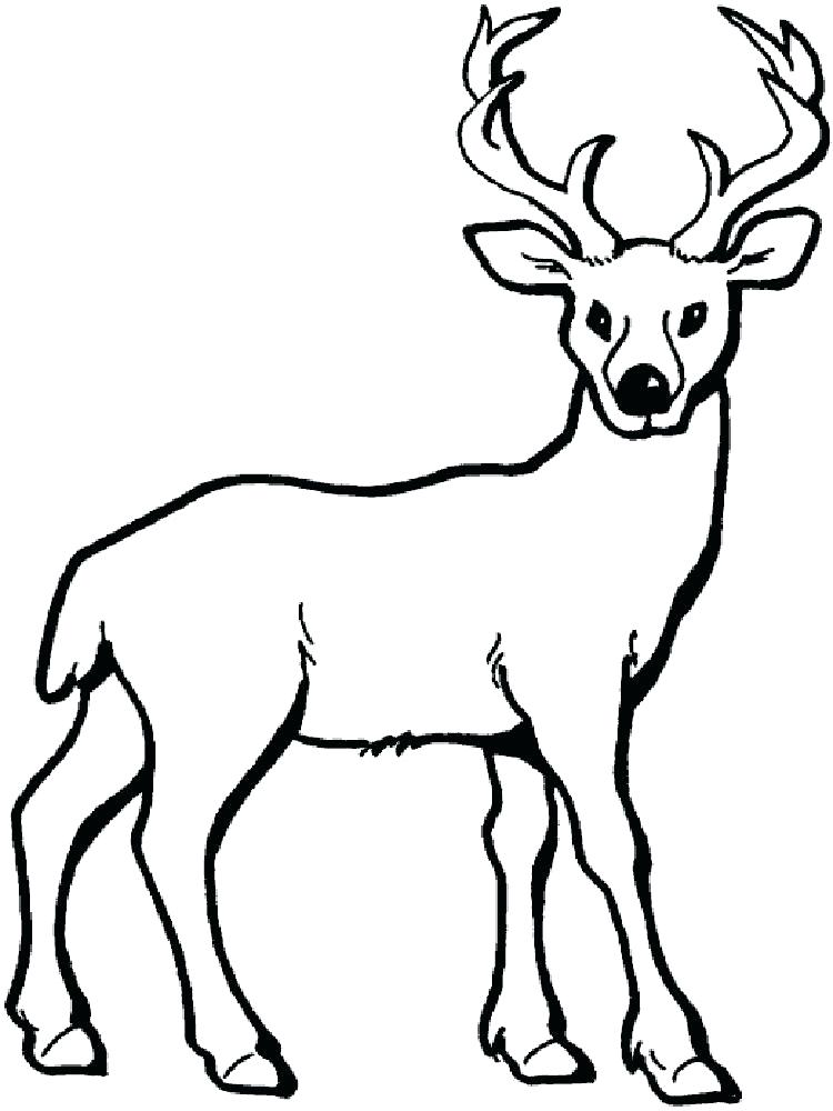 750x1000 Deer Coloring Page Informative Printable Deer Pictures Coloring