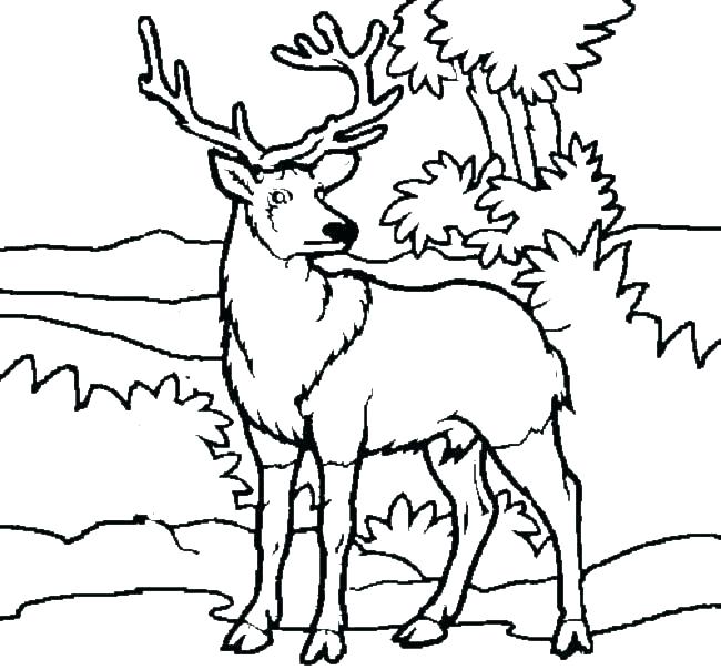 650x604 Deer Hunting Coloring Pages Deer Hunter Coloring Pages Deer