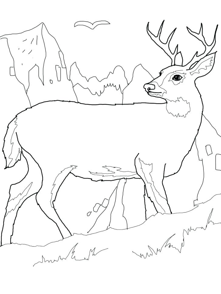 728x971 Free Deer Coloring Pages Adult Coloring Pages Deer Free Free Deer