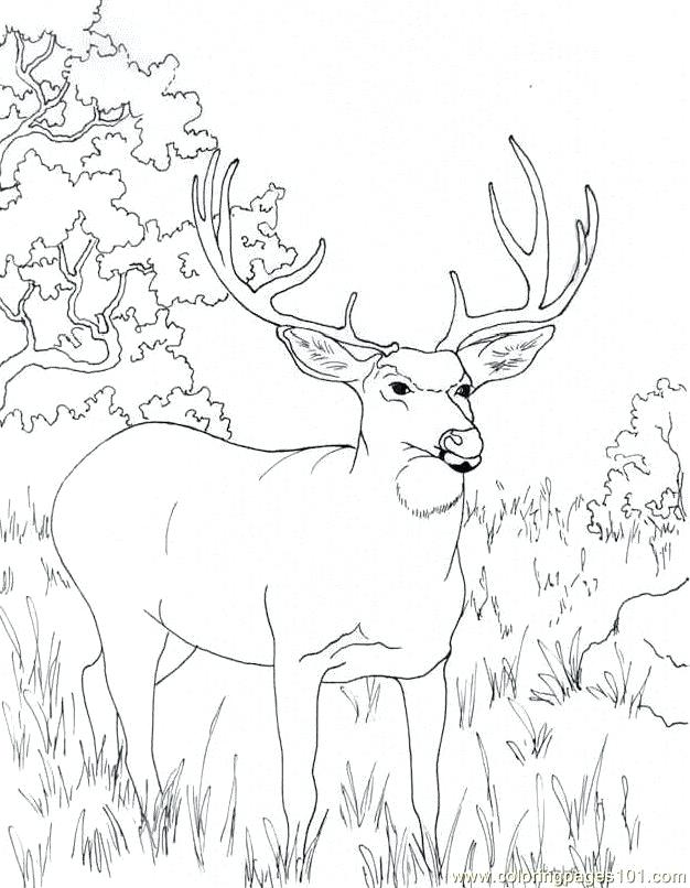 626x806 Deer Hunting Colouring Pages Kids Coloring Coloring Page Free Deer