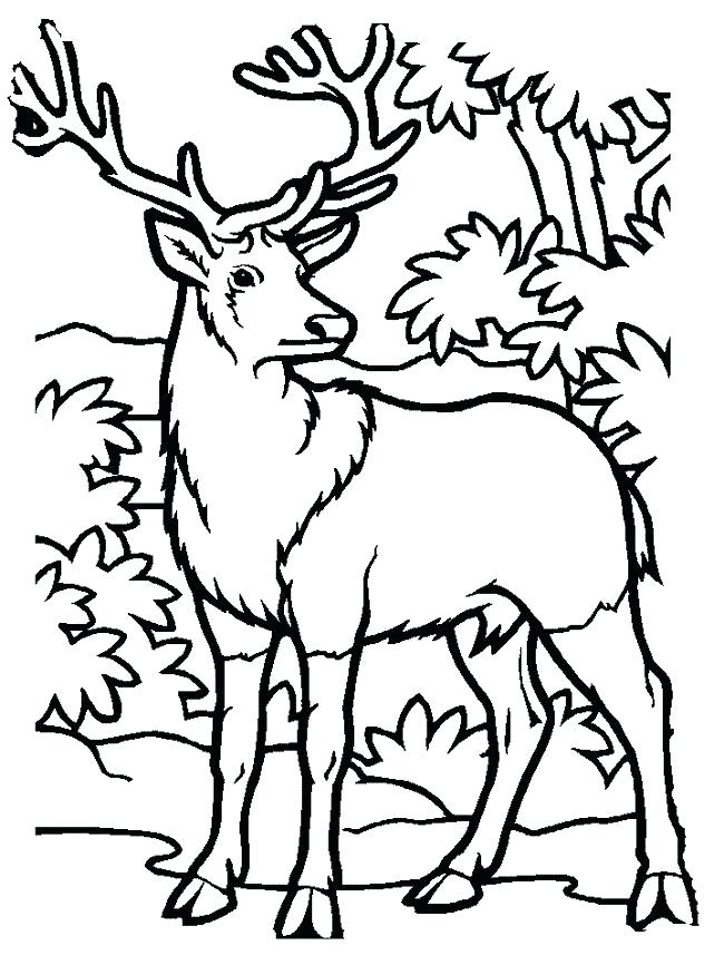 650x866 Hunting Printable Coloring Pages Top Deer Coloring Pages Free