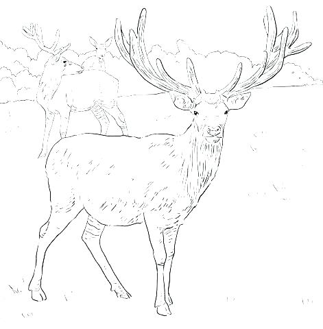 Deer Skull Coloring Pages at GetDrawings | Free download