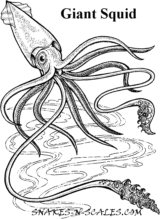 545x742 Giant Squid Coloring Page