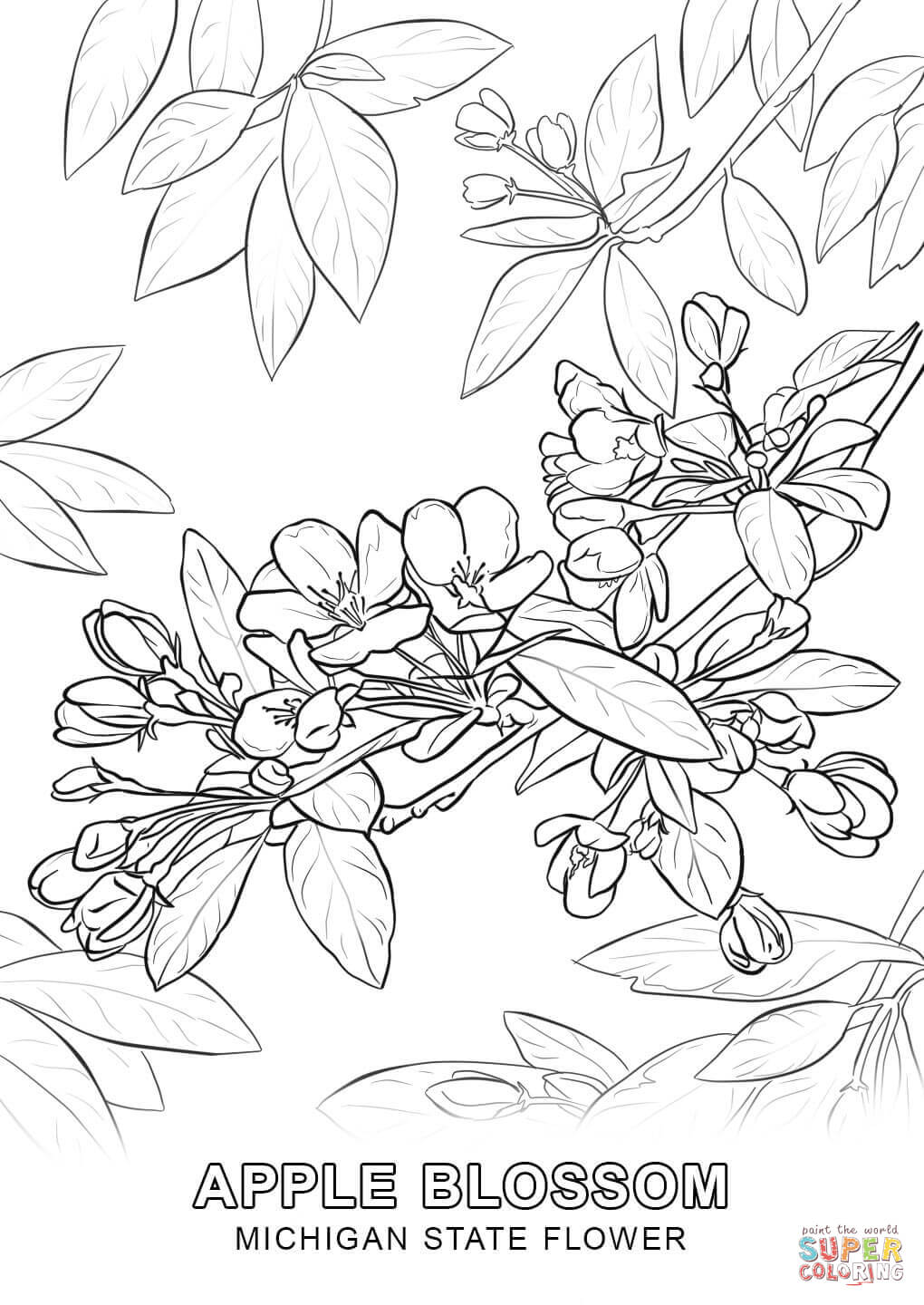 1020x1440 Limited Delaware State Flower Coloring Page Free Printable Pages