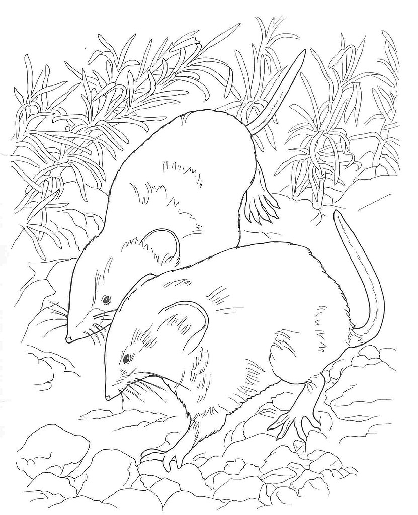 831x1024 Desert Coloring Pages