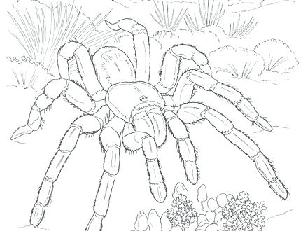 440x330 Desert Coloring Pages Desert Coloring Pages Free Printable