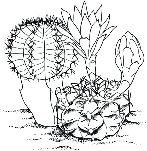 600x616 Desert Coloring Pages Lizard In The Desert Coloring Pages Desert
