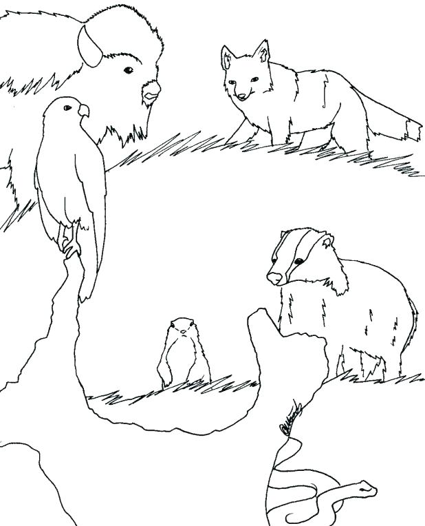 618x764 Fancy Design Desert Animal Coloring Pages Ostrich Runs Grassland